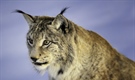 The Eurasian lynx is a medium-sized cat native to European and Siberian forests, South Asia and East Asia