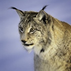 The Eurasian lynx is a medium-sized cat native to European and Siberian forests, South Asia and East Asia