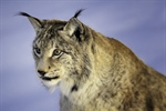 The Eurasian lynx is a medium-sized cat native to European and Siberian...