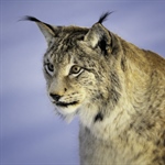 The Eurasian lynx is a medium-sized cat native to European and Siberian forests, South Asia and...