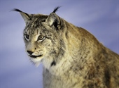 The Eurasian lynx is a medium-sized cat native to European and Siberian forests, South Asia and East Asia
