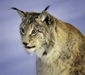 The Eurasian lynx is a medium-sized...