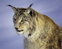 The Eurasian lynx is a medium-sized cat native to European and Siberian forests, South Asia and East Asia