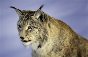 The Eurasian lynx is a medium-sized cat native to European and Siberian forests, South Asia and East Asia