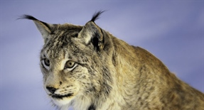 The Eurasian lynx is a medium-sized cat native to European and Siberian forests, South Asia and East Asia
