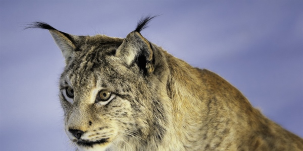 The Eurasian lynx is a medium-sized cat native to European and Siberian forests, South Asia and East Asia