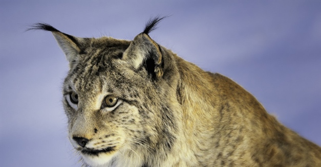 The Eurasian lynx is a medium-sized cat native to European and Siberian forests, South Asia and East Asia