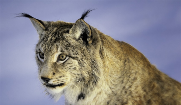 The Eurasian lynx is a medium-sized cat native to European and Siberian forests, South Asia and East Asia