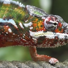 Chameleons are a distinctive and highly specialized clade of lizards