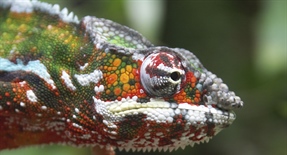 Chameleons are a distinctive and highly specialized clade of lizards