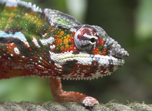 Chameleons are a distinctive and highly specialized clade of lizards