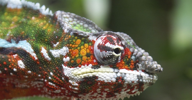 Chameleons are a distinctive and highly specialized clade of lizards