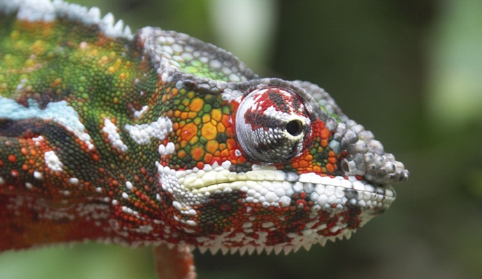 Chameleons are a distinctive and highly specialized clade of lizards
