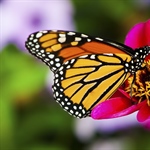 A butterfly is a mainly day-flying insect of the order Lepidoptera, which includes the...