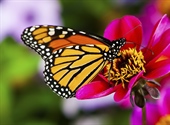 A butterfly is a mainly day-flying insect of the order Lepidoptera, which includes the butterflies and moths