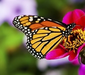 A butterfly is a mainly day-flying...