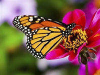 A butterfly is a mainly day-flying insect of the order Lepidoptera, which includes the butterflies and moths