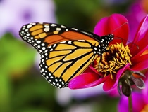 A butterfly is a mainly day-flying insect of the order Lepidoptera, which includes the butterflies and moths