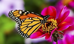 A butterfly is a mainly day-flying insect of the order Lepidoptera, which includes the butterflies and moths