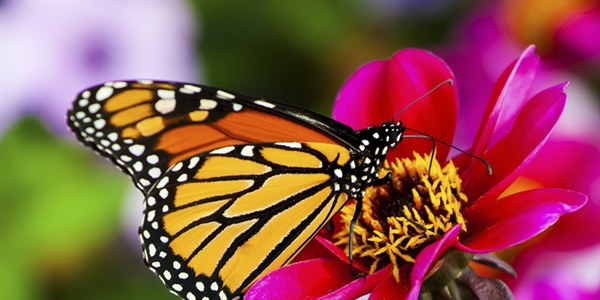A butterfly is a mainly day-flying insect of the order Lepidoptera, which includes the butterflies and moths