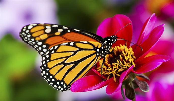 A butterfly is a mainly day-flying insect of the order Lepidoptera, which includes the butterflies and moths