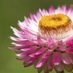 The flowers of plants that make use of biotic pollen vectors commonly have glands called...