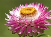 The flowers of plants that make use of biotic pollen vectors commonly have glands called nectaries that act as an incentive for animals to visit the flower