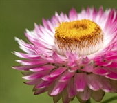The flowers of plants that make use...