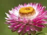 The flowers of plants that make use of biotic pollen vectors commonly have glands called nectaries that act as an incentive for animals to visit the flower
