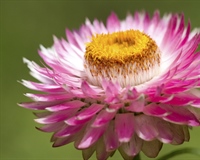 The flowers of plants that make use of biotic pollen vectors commonly have glands called nectaries that act as an incentive for animals to visit the flower