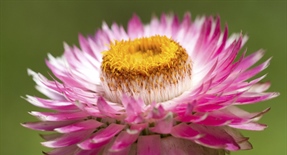 The flowers of plants that make use of biotic pollen vectors commonly have glands called nectaries that act as an incentive for animals to visit the flower