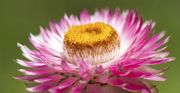The flowers of plants that make use of biotic pollen vectors commonly have glands called nectaries that act as an incentive for animals to visit the flower