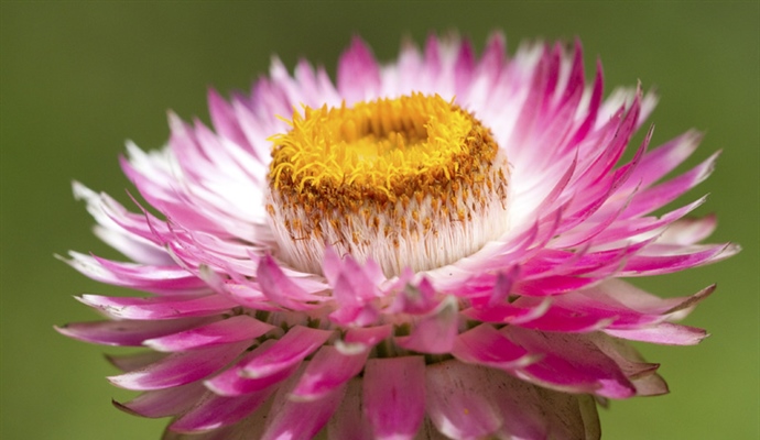 The flowers of plants that make use of biotic pollen vectors commonly have glands called nectaries that act as an incentive for animals to visit the flower