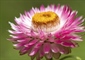 The flowers of plants that make use of biotic pollen vectors...