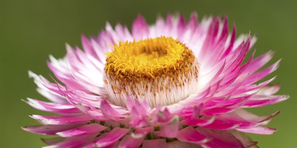 The flowers of plants that make use of biotic pollen vectors commonly have glands called nectaries that act as an incentive for animals to visit the flower