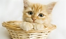 Cats have excellent night vision and can see at only one-sixth the light level required for human vision