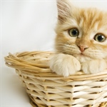 Cats have excellent night vision and can see at only one-sixth the light level required for...