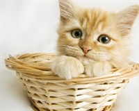 Cats have excellent night vision and can see at only one-sixth the light level required for human vision