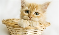 Cats have excellent night vision and can see at only one-sixth the light level required for human vision