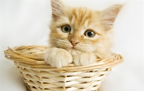 Cats have excellent night vision and can see at only one-sixth the light level required for human vision