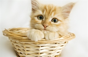 Cats have excellent night vision and can see at only one-sixth the light level required for human vision