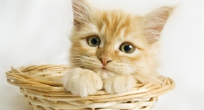 Cats have excellent night vision and can see at only one-sixth the light level required for human vision