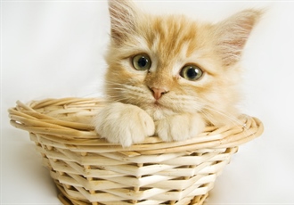 Cats have excellent night vision and can see at only one-sixth the light level required for human vision