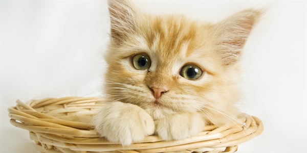 Cats have excellent night vision and can see at only one-sixth the light level required for human vision