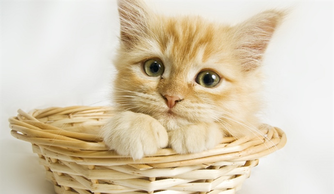Cats have excellent night vision and can see at only one-sixth the light level required for human vision