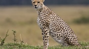 The cheetah is a large-sized feline inhabiting most of...