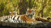 The tiger is the largest cat species, reaching a total body...