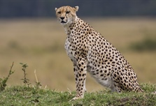 The cheetah is a large-sized feline inhabiting most of Africa and parts of the...