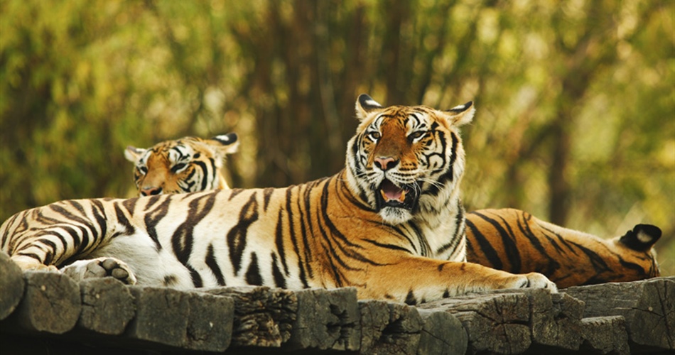 The tiger is the largest cat species, reaching a total body length of up to 3.3 metres (11...