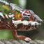 Chameleons are a distinctive and highly specialized clade of lizards